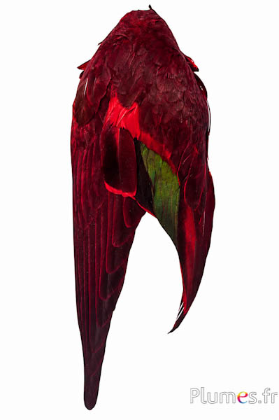 Vleugel Eend - 5 x 13 cm - rood
